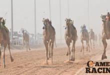 انخفاض المناعة فى ابل السباق