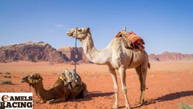 الحموضة فى دم الركاب وهجن السباق وعلاماتها وطرق علاجها