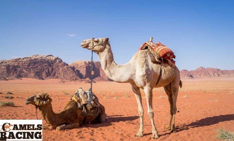الحموضة فى دم الركاب وهجن السباق وعلاماتها وطرق علاجها