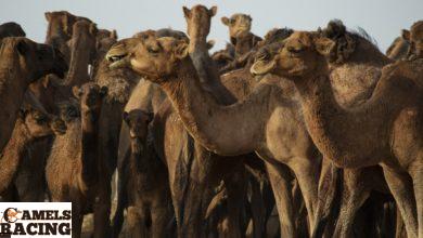 افضل طريقة لتدريب الركاب والهجن الخاصة بسباقات الهجن