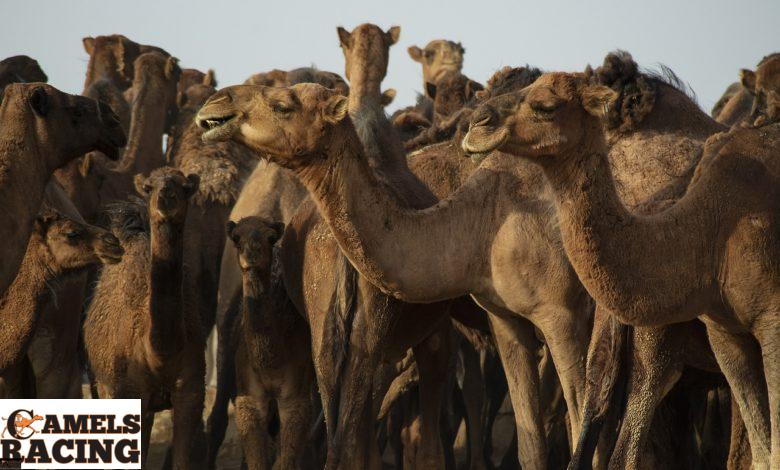 افضل طريقة لتدريب الركاب والهجن الخاصة بسباقات الهجن