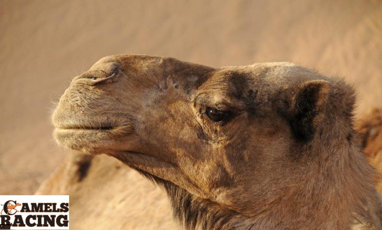 لمحة سريعة عن علاج حموضة الدم بالمحاليل الوريدية في هجن السباق