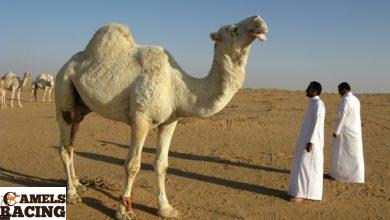 قوة مضادات الالتهاب غير الستيرويدية فى سباقات الهجن