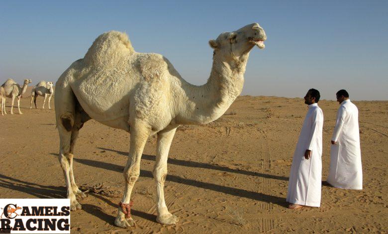 قوة مضادات الالتهاب غير الستيرويدية فى سباقات الهجن
