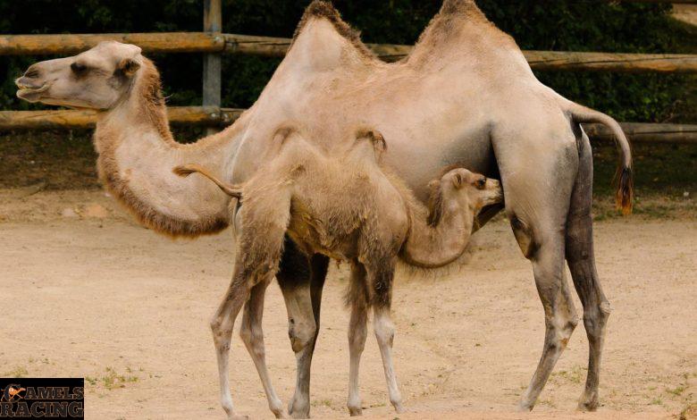 اسباب الاداء الضعيف فى هجن السباقات