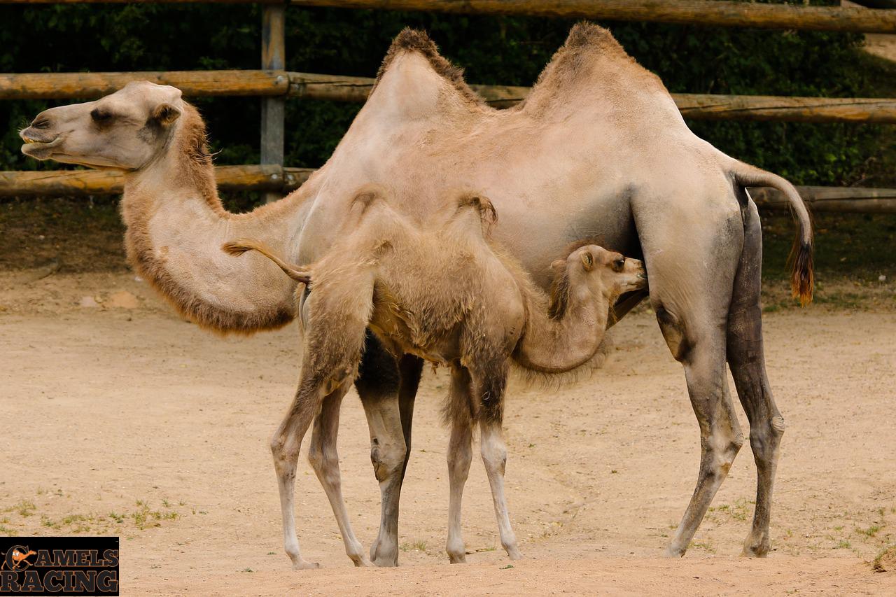 اسباب الاداء الضعيف فى هجن السباقات