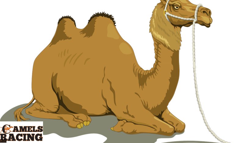 camel, animal, livestock-48445.jpg