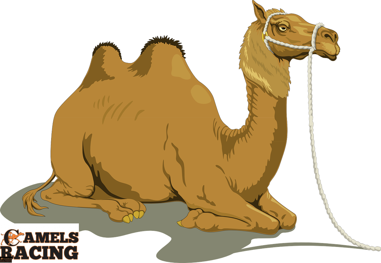 camel, animal, livestock-48445.jpg
