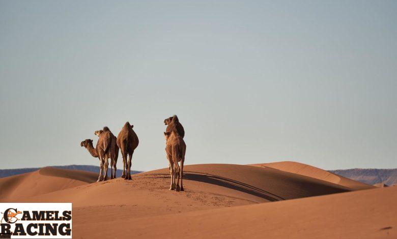 camels, sand dunes, desert-4134934.jpg