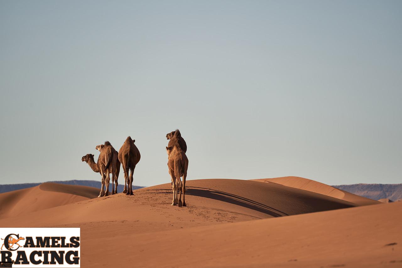 camels, sand dunes, desert-4134934.jpg