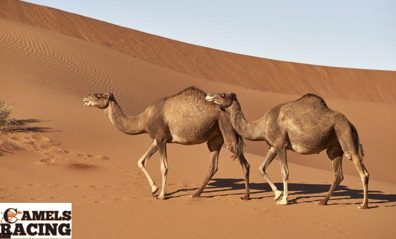 مرض المتلازمة التنفسية (الهدرة والزباد) فى هجن السباقات واثرها على اداء المطية