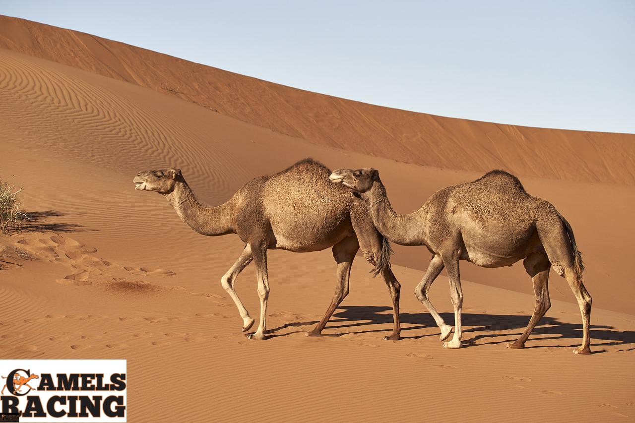 dromedary, camel, morocco-4118312.jpg