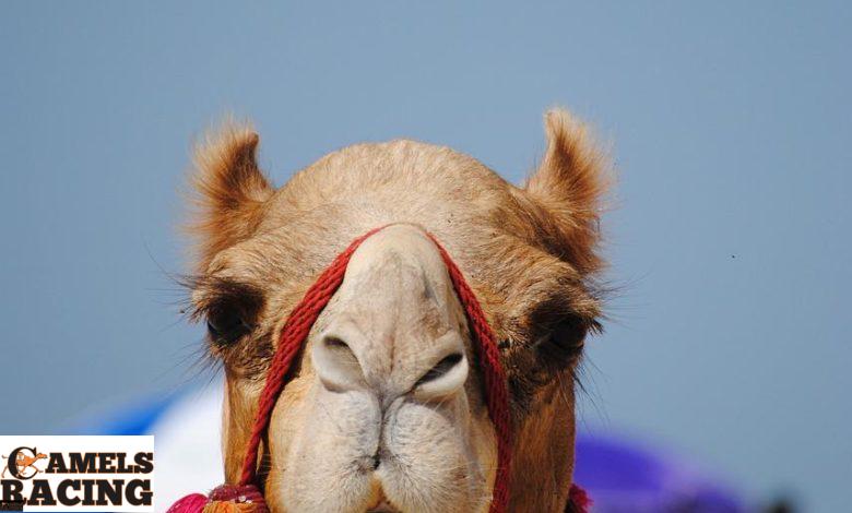 dubai, emirates, camel-2042784.jpg