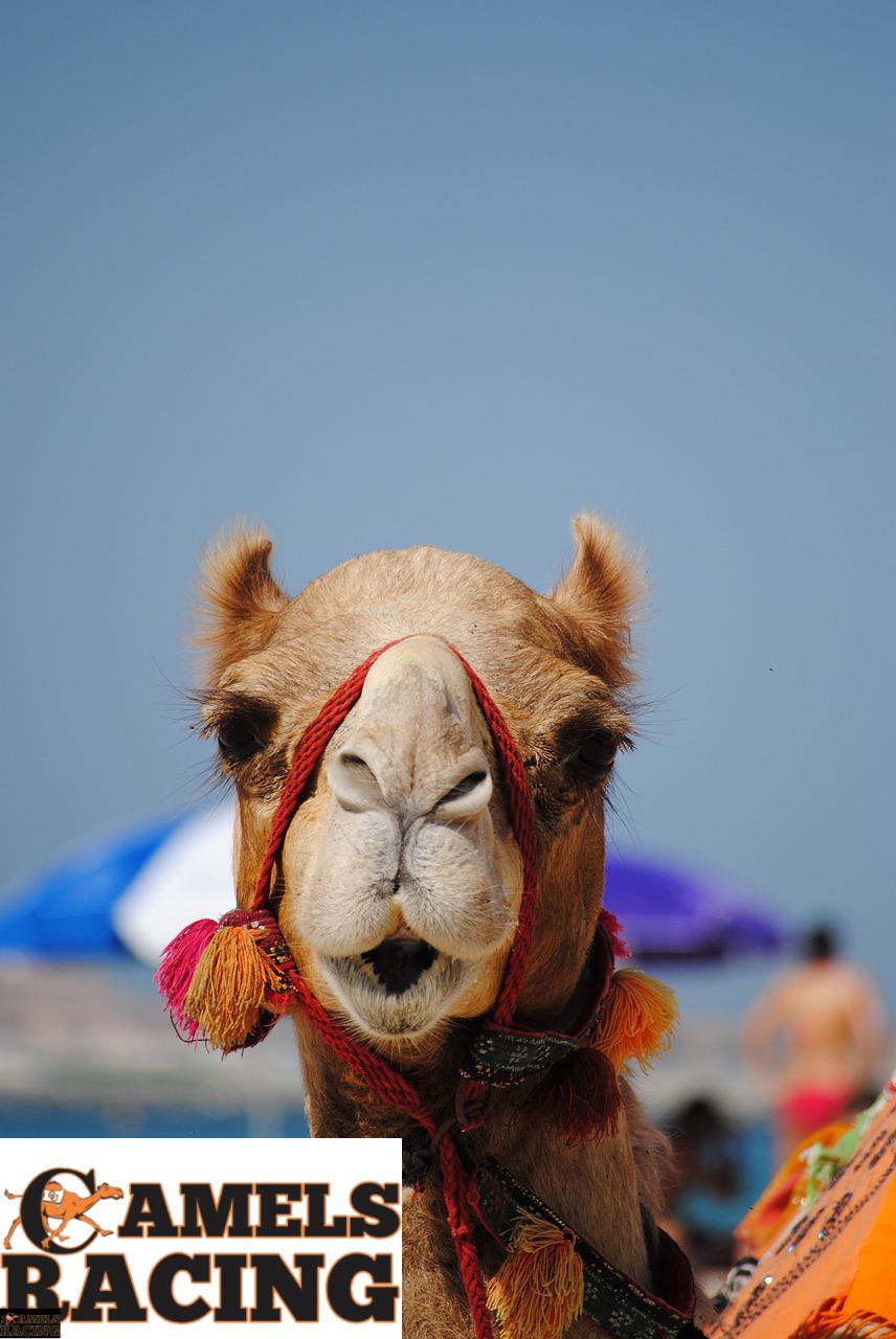 dubai, emirates, camel-2042784.jpg