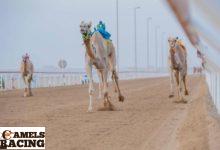 أسماء الهجن الأصايل