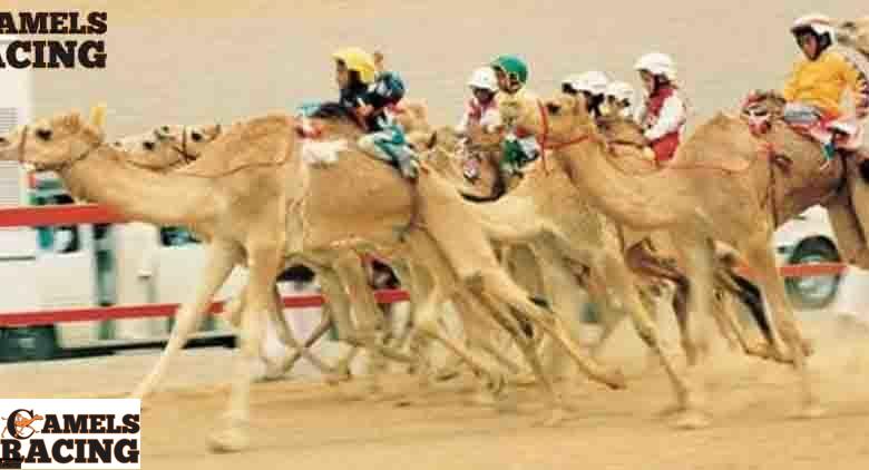 احدث منشطات الهجن