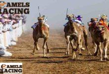 اعمار الهجن