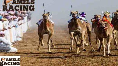 اعمار الهجن