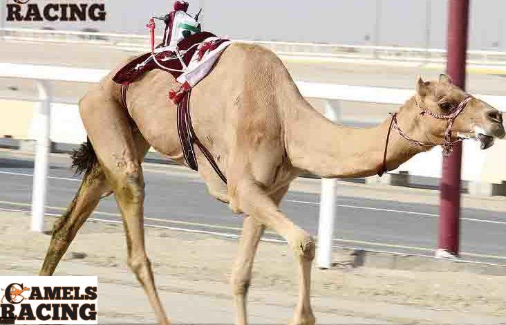 افضل طريقة لتدريب الركاب والهجن الخاصة