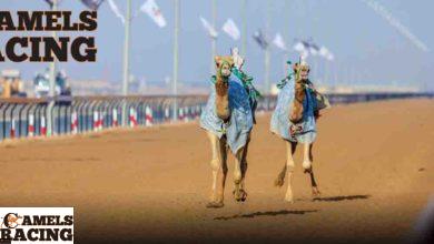 سباق الهجن في الامارات