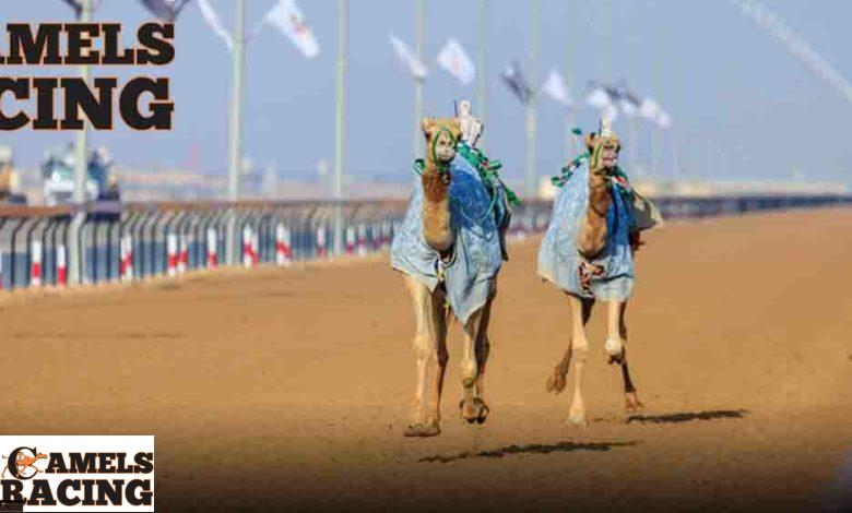 سباق الهجن في الامارات