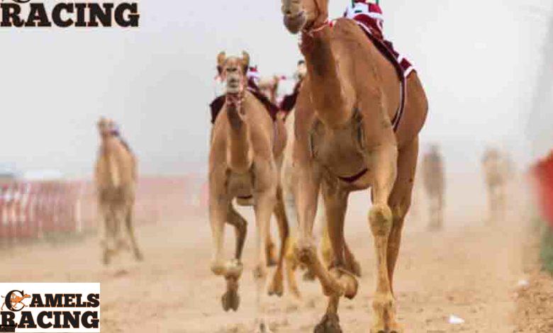 علاجات الهجن