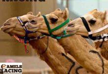 ما هو سباق الهجن