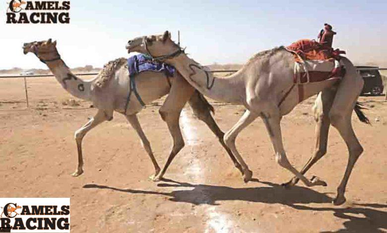 محظورات استخدامات بعض الادوية فى المجال البيطري