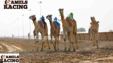 نادي دبي لسباقات الهجن