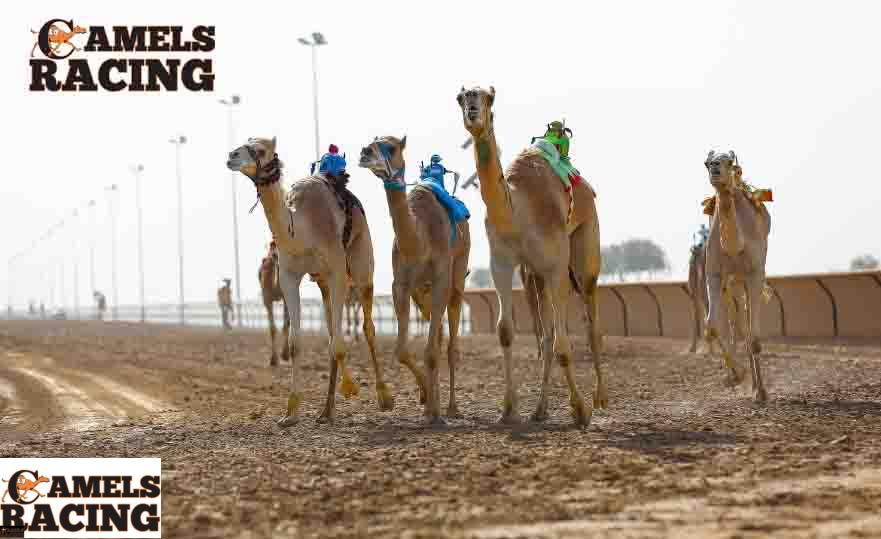 نادي دبي لسباقات الهجن