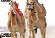 البول الدموي فى هجن السباقات اسبابه وعلاجه