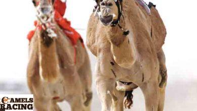 البول الدموي فى هجن السباقات اسبابه وعلاجه