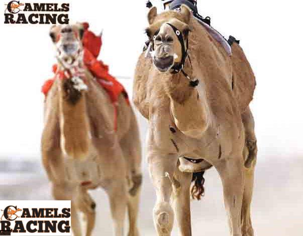 البول الدموي فى هجن السباقات اسبابه وعلاجه