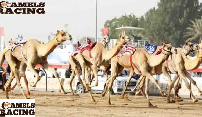 الزبد في هجن السباقات