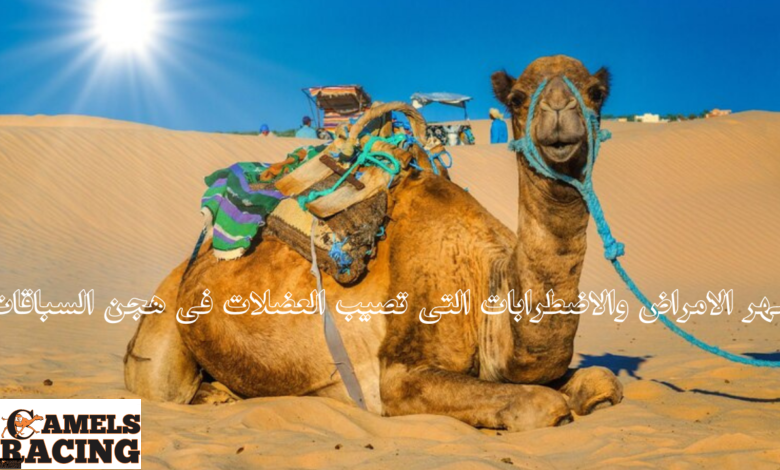 اشهر الامراض والاضطرابات التى تصيب العضلات فى هجن السباقات