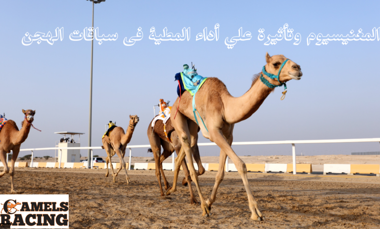 المغنيسيوم وتأثيرة علي أداء المطية فى سباقات الهجن