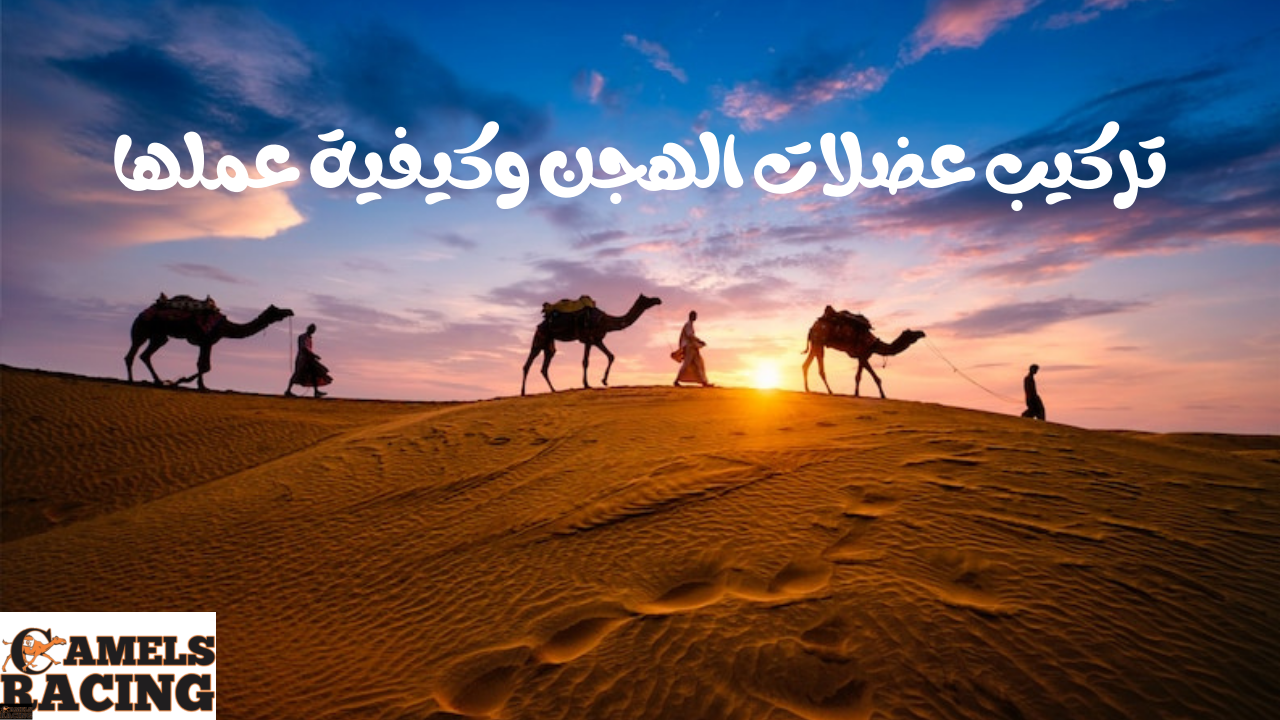 تركيب عضلات الهجن وكيفية عملها