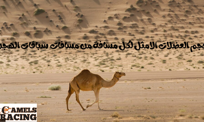 حجم العضلات الامثل لكل مسافة من مسافات سباقات الهجن