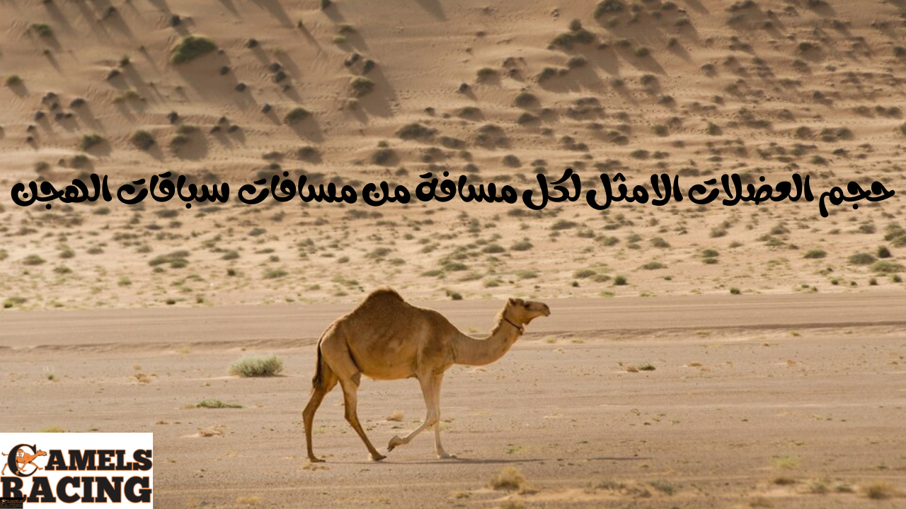 حجم العضلات الامثل لكل مسافة من مسافات سباقات الهجن