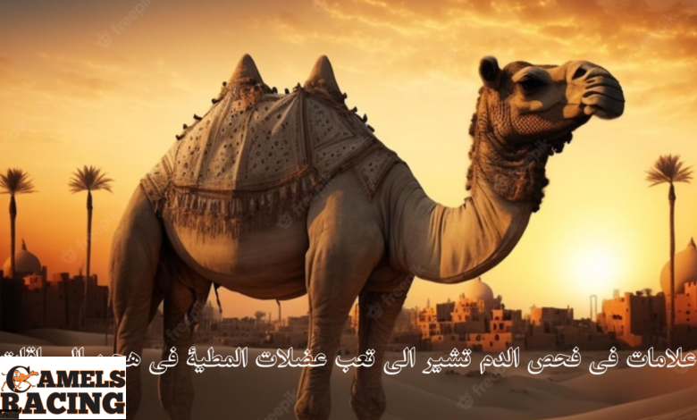 علامات فى فحص الدم تشير الى تعب عضلات المطية فى هجن السباقات