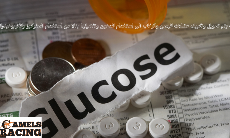 كيف يتم تحويل وتكييف عضلات الهجن والركاب الى استخدام الدهون وتفضيلها بدلا من استخدام الجلوكوز والكربوهيدرات؟