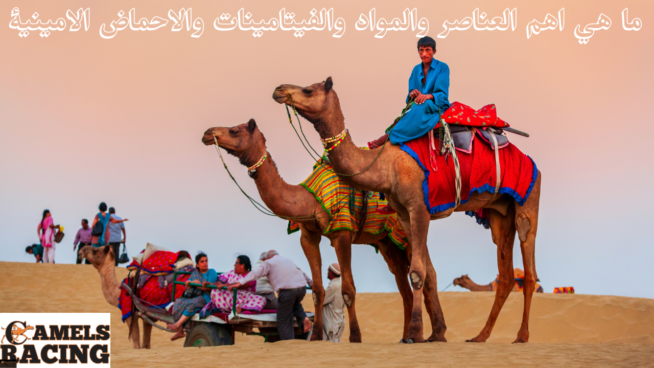 ما هي اهم العناصر والمواد والفيتامينات والاحماض الامينية التى تؤثر على عمل العضلات فى جسم المطية فى هجن السباقات؟