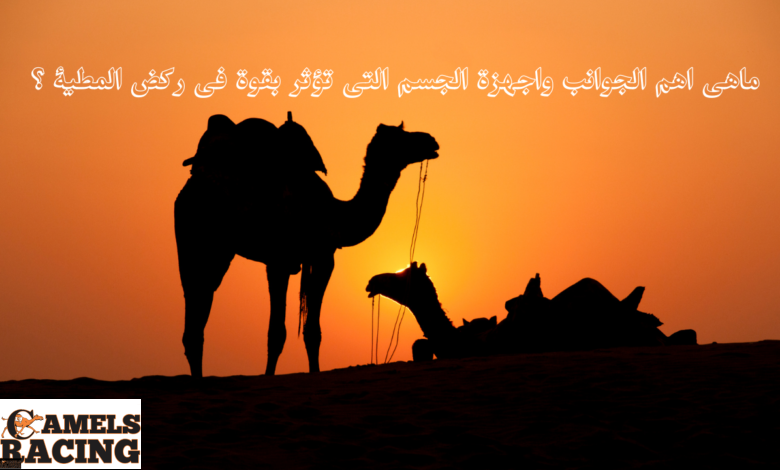 ماهى اهم الجوانب واجهزة الجسم التى تؤثر بقوة فى ركض المطية ؟