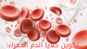 تكوين خلايا الدم الحمراء: